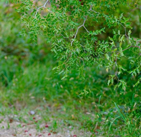 Pansiyon Dunhuang Hu Yang Inn