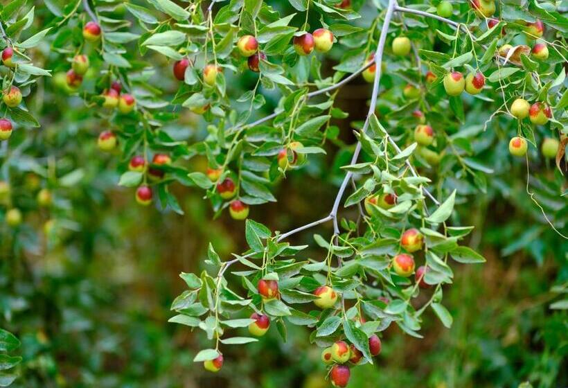 Pansiyon Dunhuang Hu Yang Inn