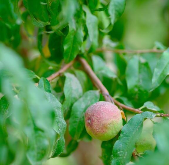 Pansiyon Dunhuang Hu Yang Inn