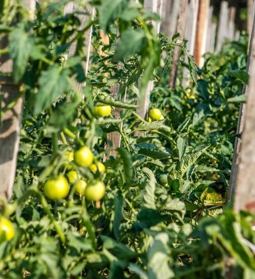 פנסיון Katica Vendégház