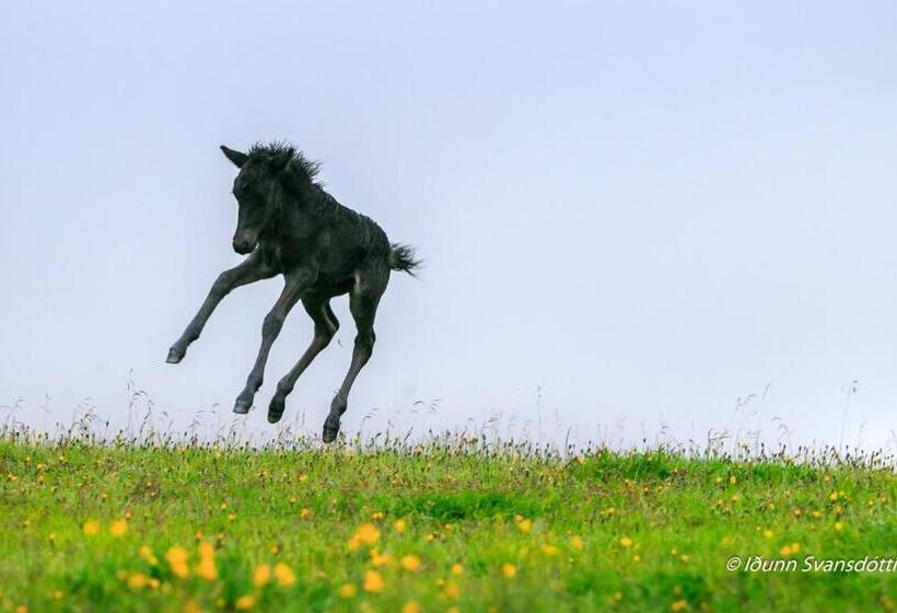 پانسیون Syðraskorðugil Guesthouse
