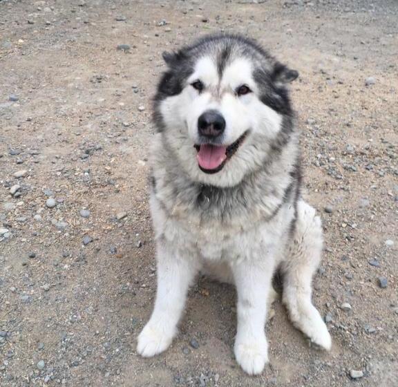 بنسيون Talkeetna Lovelee Cabins