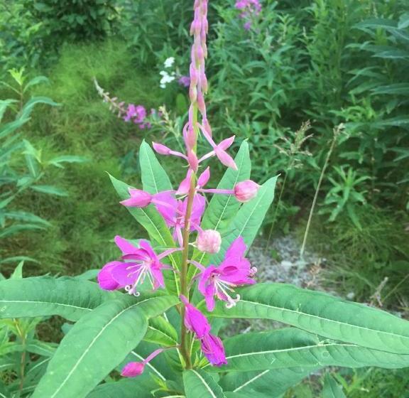 بنسيون Talkeetna Lovelee Cabins