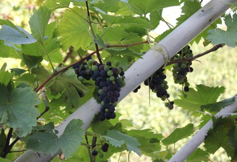 پانسیون Guest House Gidi