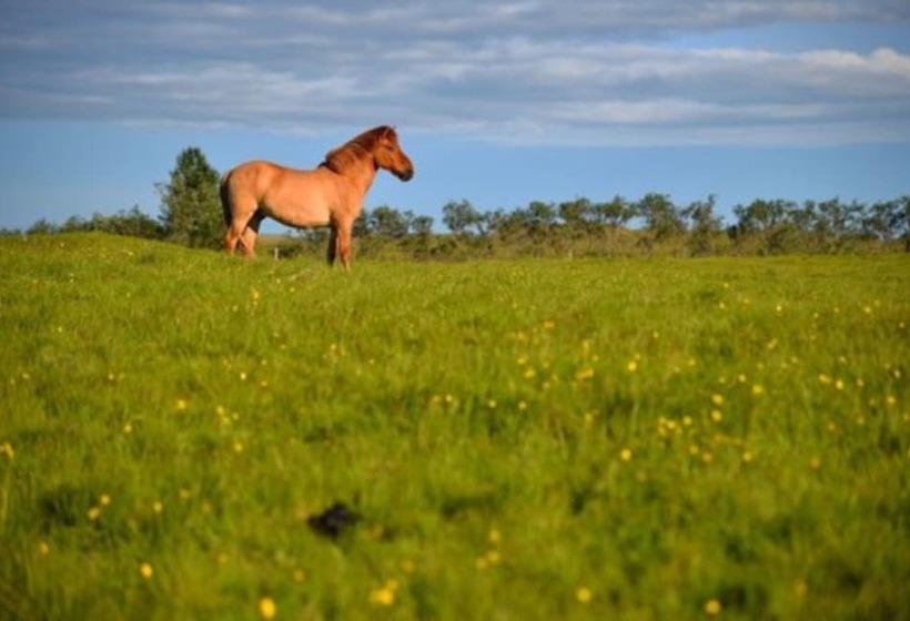 פנסיון Klausturhof Guesthouse