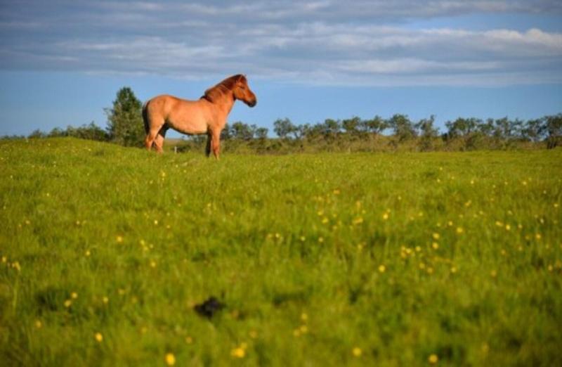 פנסיון Klausturhof Guesthouse
