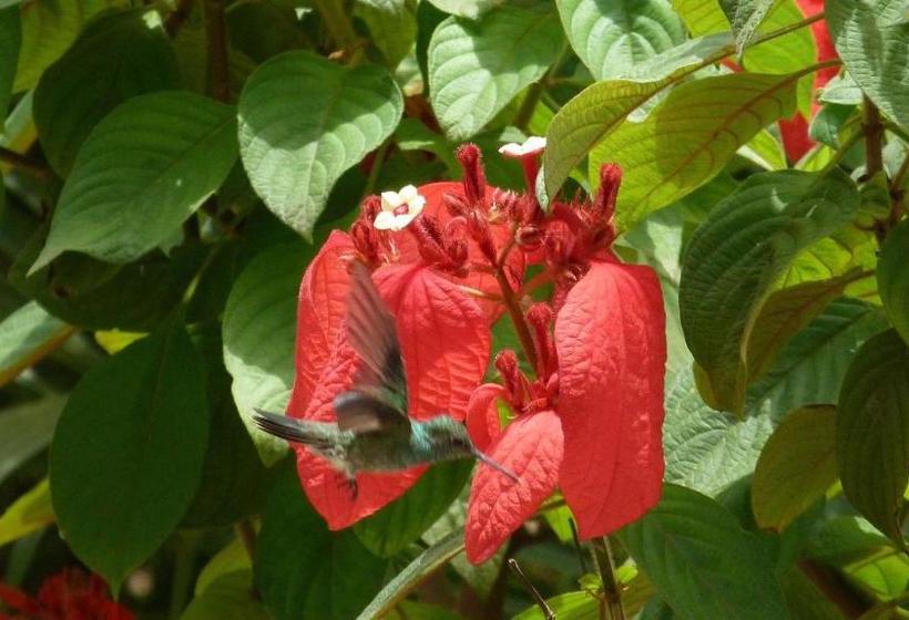 پانسیون Lodge Takini 4