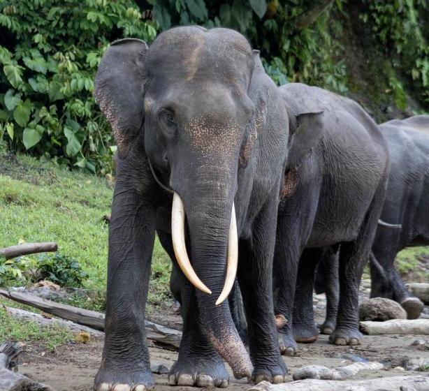 펜션 Rain Forest Guest House