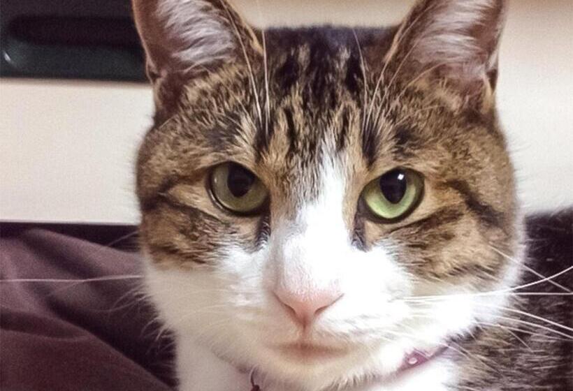 膳宿费 Guest House Shirahama R Cafe Female Only