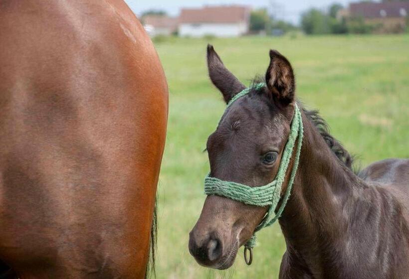 פנסיון Hajdu Lovasudvar Hortobágy