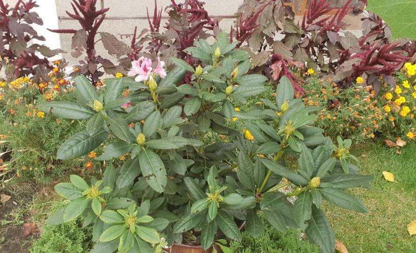 پانسیون Kyurkchievi Guest House