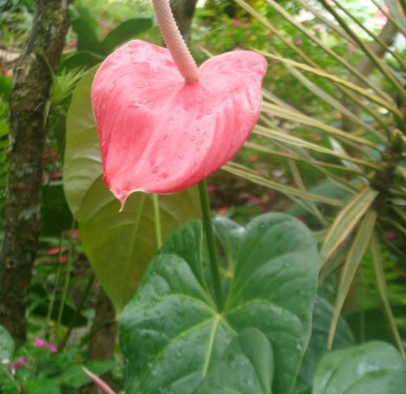 پانسیون Hostal La Molienda