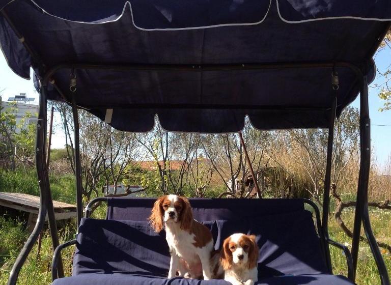 ユースホステル Big Garden Bahçeli Konak