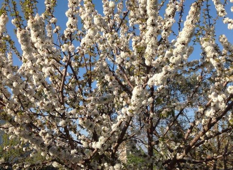 ユースホステル Big Garden Bahçeli Konak