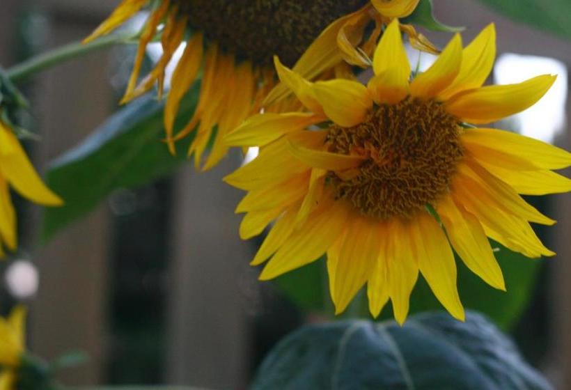 ユースホステル Big Garden Bahçeli Konak