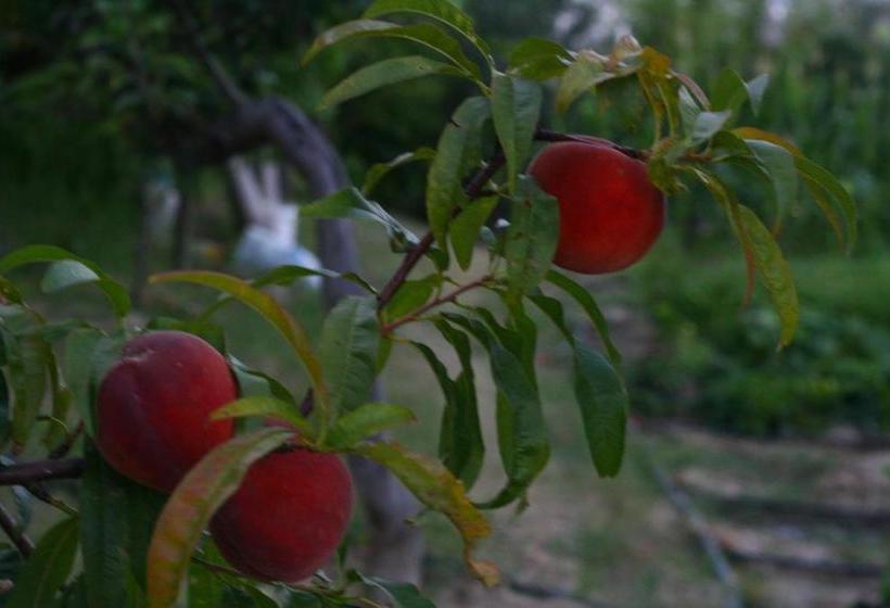 ユースホステル Big Garden Bahçeli Konak