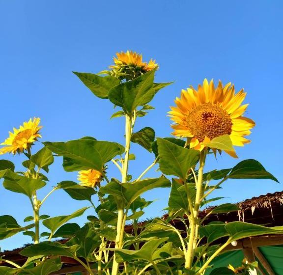 La Fusion Garden Resort  Hostel