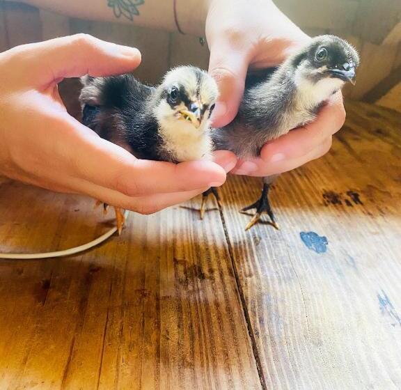 فندق La Purruja Lodge