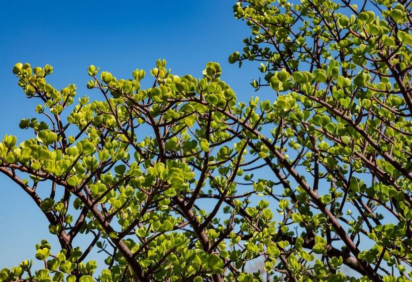 펜션 Capelands Wine Farm