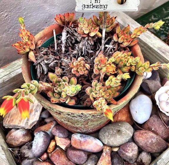 بنسيون Sir Lambert S Guesthouse