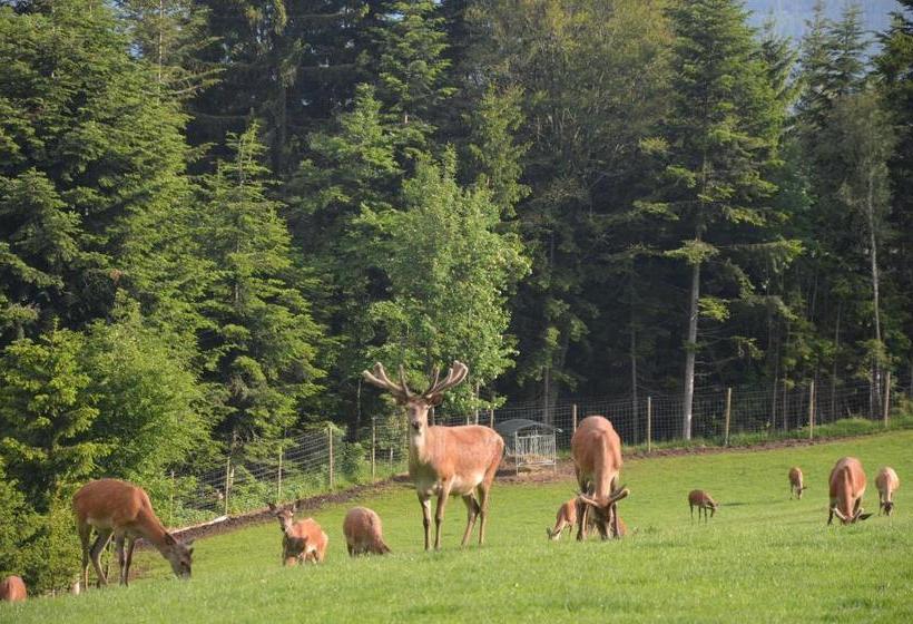 旅馆 Wildwiesenhof