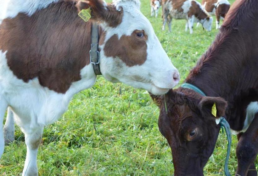 فندق Bauernhof Unterhöfner