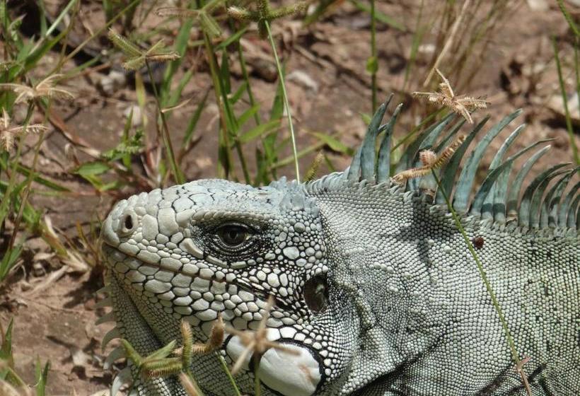 膳宿费 Eco Pousada Sinimbu