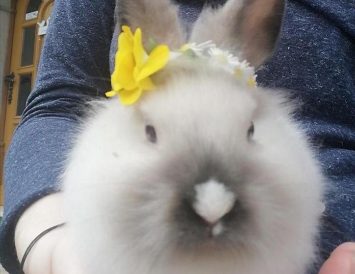 پانسیون Guest House Kveder