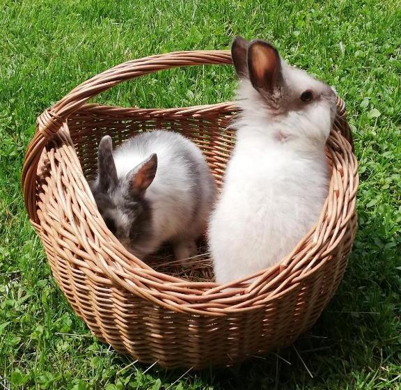 پانسیون Guest House Kveder