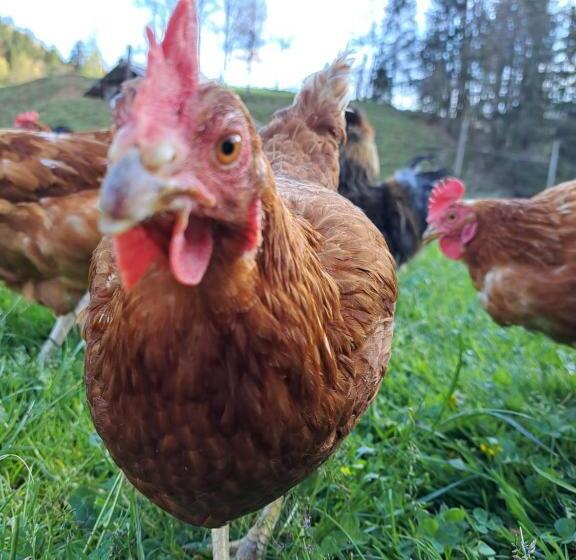 پانسیون Guest House Kveder