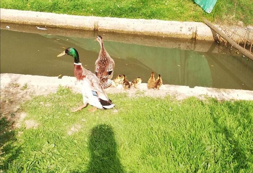 پانسیون Guest House Kveder