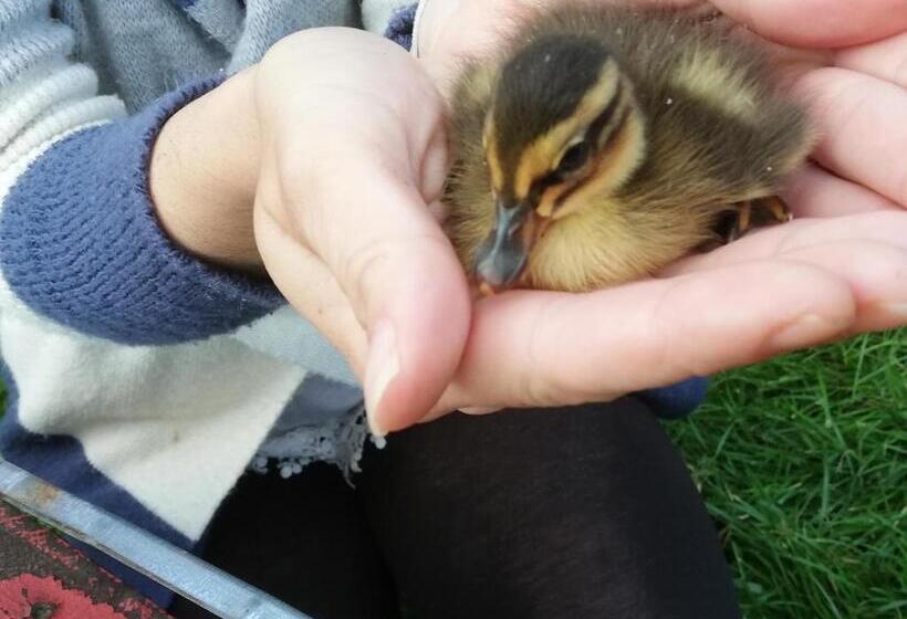 پانسیون Guest House Kveder