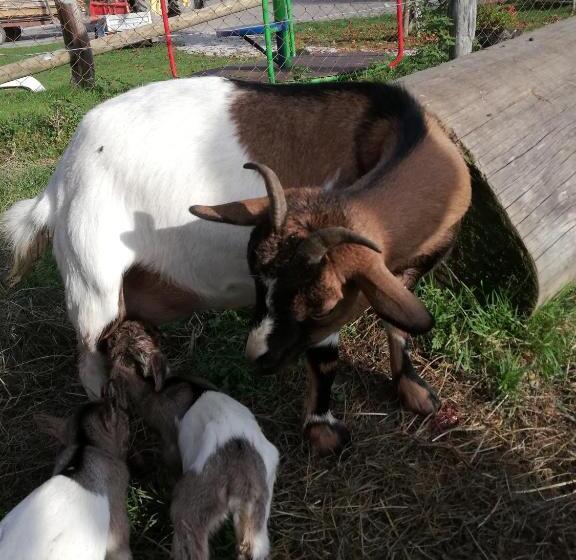 پانسیون Guest House Kveder