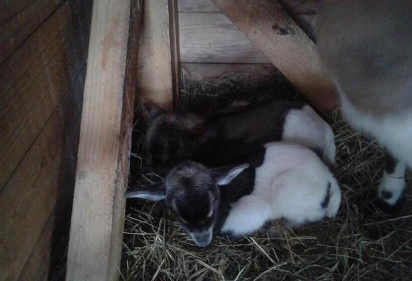 پانسیون Guest House Kveder