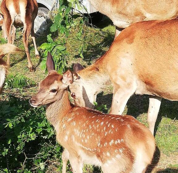 پانسیون Guest House Kveder