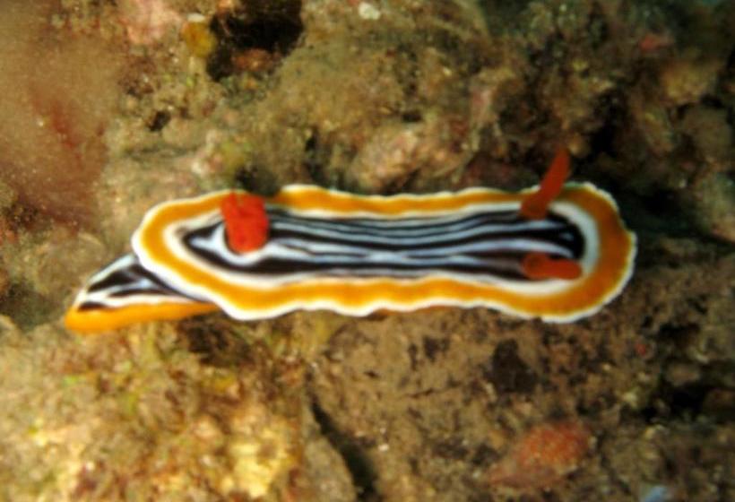 פנסיון Gunung Mas Pemuteran