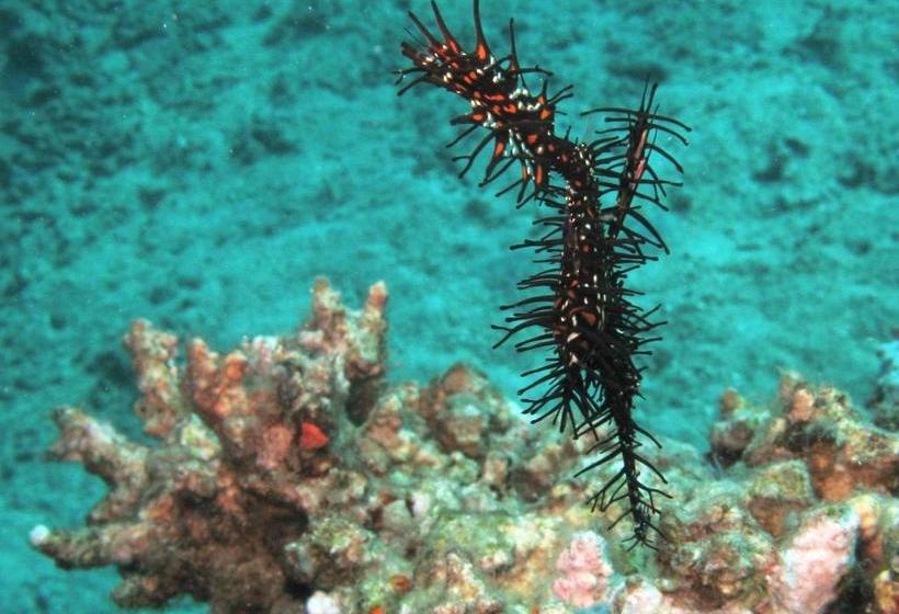 פנסיון Gunung Mas Pemuteran