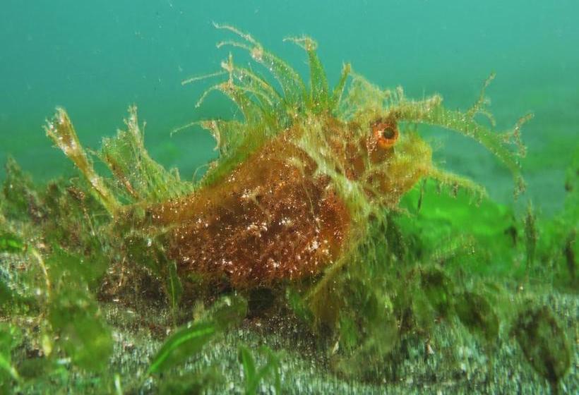 פנסיון Gunung Mas Pemuteran