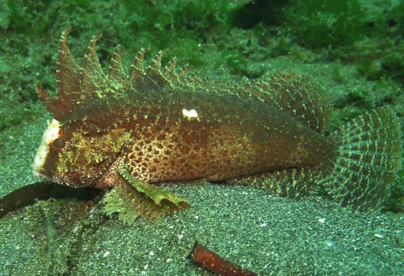 פנסיון Gunung Mas Pemuteran