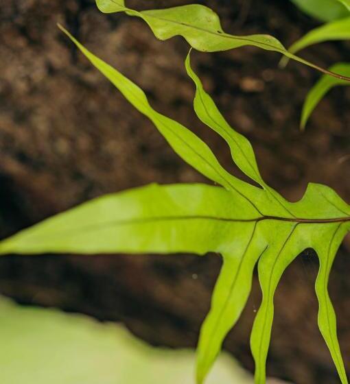 ペンション Paracuru Kitefriends Lux Pousada