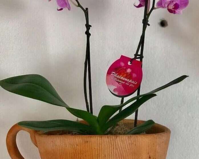 ペンション Pousada Arraial Da Poesia