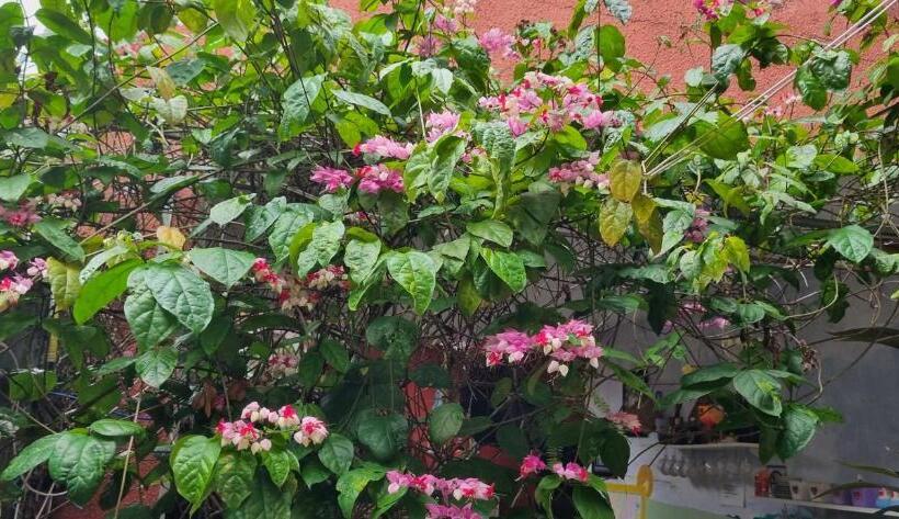 Пансион Pousada Da Didi