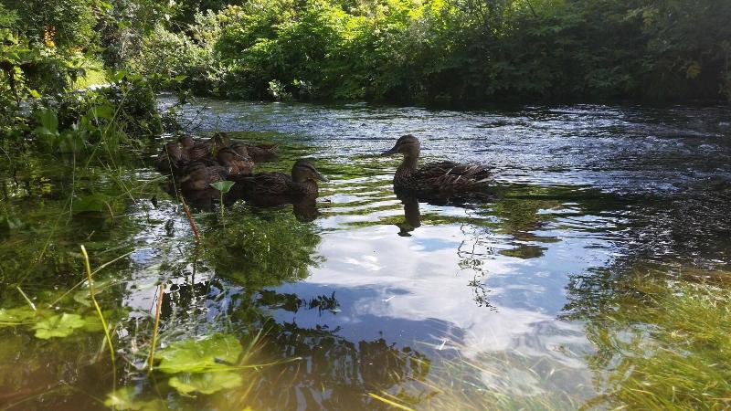 پانسیون árból Guesthouse