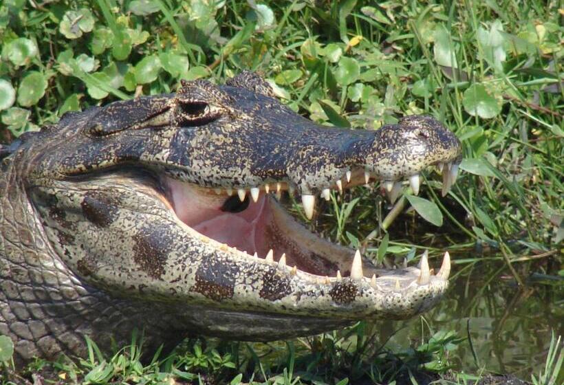 הוסטל Posada Uguay   Esteros Del Iberá