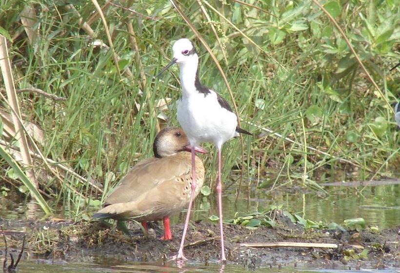 הוסטל Posada Uguay   Esteros Del Iberá