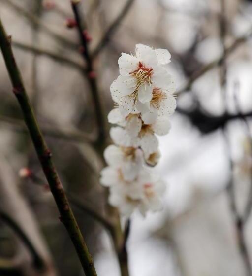 膳宿费 88 House Hiroshima