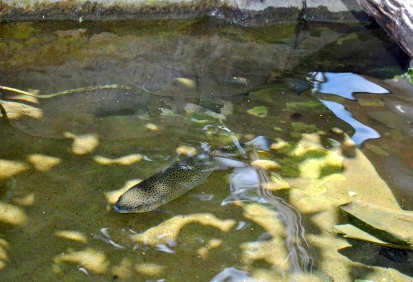 پانسیون Tamar Guest House