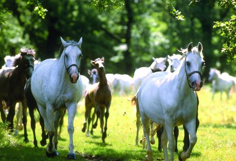 پانسیون Villa Tollazzi