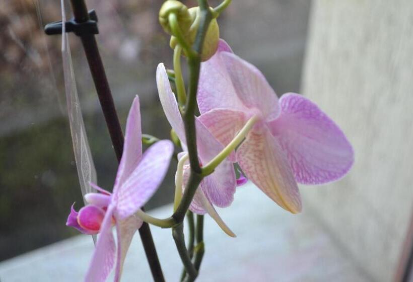 Pensiunea Christiana