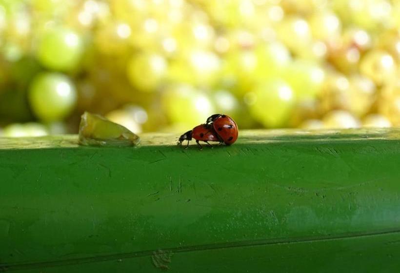 هتل Farm Stay Frank Ozmec Wine And Glamping Estate